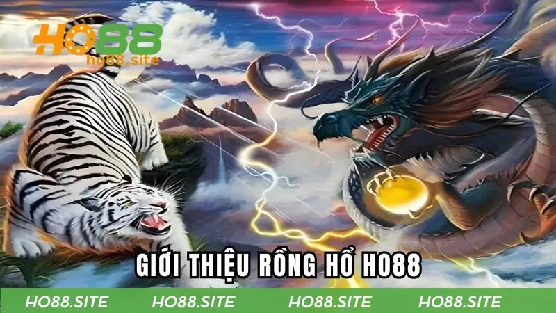 Giới thiệu về rồng hổ HO88